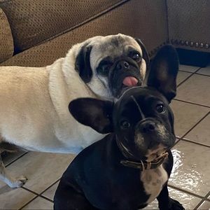 Meet your Posher, Rose